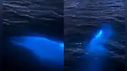 Captan en video a un delfín 'bioluminiscente' en el mar de Florida