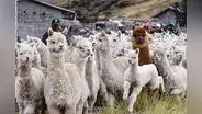 Alpacas mueren por falta de alimento y agua ante sequía en Puno