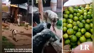 Donan caja de limones para ayudar a albergue de perritos en Cusco: “Hermoso gesto”