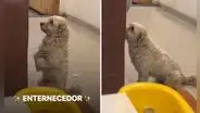 "Tan lindo y respetuoso": perrito en Cusco pide comida en restaurante y las redes se 'derriten'
