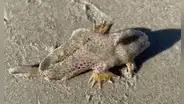Extraño pez mano que se creía extinto aparece en una playa de Tasmania