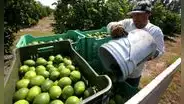 ¿Cómo salvamos al limón?