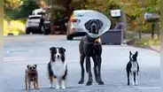 ‘Hijos de perra’, reparto: ¿qué actores prestaron su voz para la película protagonizada por perros?