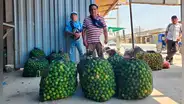Denuncian contrabando de limón colombiano: productores preocupados por mala calidad y plagas