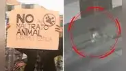 Los Olivos: denuncian a vecina que deja comida con veneno a perritos de la zona