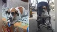 Buscan a Nana, perrita con debilidad en patitas, desde hace 2 meses: "Mi hijita engreída"