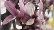 Las flores que sobrevivieron a la extinción que acabó con los dinosaurios