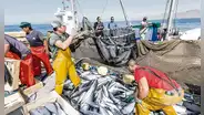 Congreso: José Cueto plantea ley para perpetuar a exmarinos en Imarpe