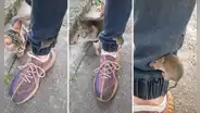 Astuto ratoncito se esconde en pliegue de pantalón de joven para evitar ser atrapado por un gato