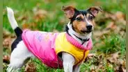¿Deberías vestir a tu perro en invierno? Una veterinaria responde