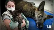 Descubren en Brasil un híbrido perro-zorro por primera vez en el mundo