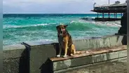 Murió ‘Hachiko del Mar Negro’: perrito esperó 12 años en el muelle a su dueño que falleció ahogado