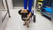 Caso Dachi: perrita pug volverá a caminar con ayuda de silla de ruedas