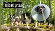 VER 'Hijos de perra' (2023), película completa en español latino [ONLINE GRATIS]