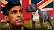 ¿Por qué Reino Unido quiere prohibir a los perros de raza American Bully XL?
