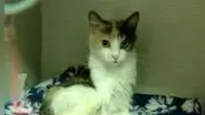 Cercado de Lima: gatita arrojada desde el piso 13 de edificio se recupera y busca hogar