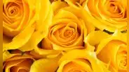 Envía frases y dedicatorias de FLORES AMARILLAS este 21 de MARZO