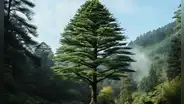“Fósil viviente”: se revelan los secretos del árbol que sobrevivió a la era de los dinosaurios