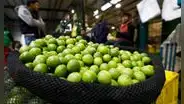 Precio del limón: cuánto cuesta el kilo en Lima y regiones del Perú