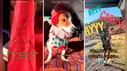 Perrito uruguayo visita el Perú y ahora es más peruano que la papa