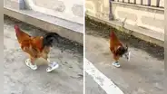 Gallo que corre con sandalias en plena calle se vuelve VIRAL y en REDES reaccionan: “Tierno y cool”