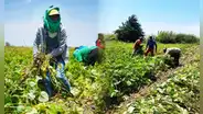¡De Piura a Corea del Sur! Exportarán 20 toneladas de frejol loctao cultivado en desierto de Sechura