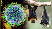 Virus Nipah: ¿cómo afecta al cuerpo humano y qué tiene que ver con los murciélagos?