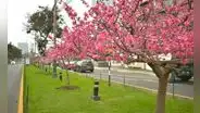 Primavera en Lima 2023: ¿cómo será el clima en esta nueva estación? Esto informa Senamhi