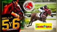 Traqueos y pronósticos La Rinconada, 24 de septiembre: mira AQUÍ los datos fijos de Fusión Hípica y Gaceta Hípica