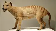 Recuperan el ARN completo del extinto tigre de Tasmania: un paso para 'resucitar' especies extintas