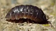 Los chanchitos de tierra no son insectos: ¿qué son en realidad?