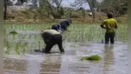 Recomiendan reducir 30% de cultivos por falta de agua en Arequipa