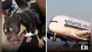 Aerolínea reembolsó $1.400 a pareja que soportó los gases de un perro durante 13 horas de vuelo