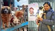 Peruana dejó su profesión para cuidar a más de 200 perros: Invertí todos mis ahorros y hoy soy ambulante