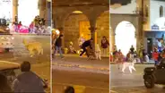 Alpaquita escapa y causa revuelo en centro de Cusco: “Solo quiere ser libre”
