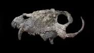 Descubren el cráneo de un temible depredador que vivió mucho antes de los dinosaurios