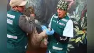 Veterinario rescató a venada en gestación, que era atacada por perros en Huancayo