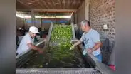 Producción del limón sigue en situación crítica y peligra por plaga del dragón amarillo