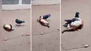 La insólita amistad entre una paloma y un gato enamora en REDES: ¡Maravilloso!