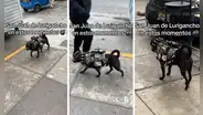 Perrito camina por San Juan de Lurigancho con singular ropa y usuarios critican: “Es mucho peso para él”