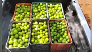 Precio del limón HOY 21 de septiembre: cuánto cuesta el kilo en Lima y regiones del Perú