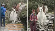 Extranjeros se cruzan con manada de llamas camino a Machu Picchu y causan furor: "Con permiso"