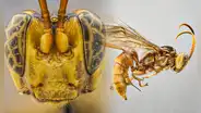 Científicos descubren nueva especie de avispas parasitoides en Loreto: ¿en qué se distinguen?