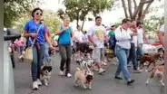 ¡Por primera vez en Perú! Ciudadanos realizarán caminata en contra del abandono y maltrato animal