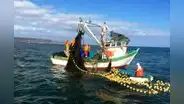China desplaza al Perú como primer pescador de pota en el mundo