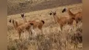 Reserva Pampa Galeras concentra la mayor población de vicuñas del país: ¿dónde queda y cómo llegar?
