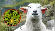Rebaño de ovejas come 300 kg de cannabis por error cuando buscaba comida: “Todo lo ven hermoso”