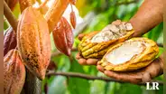 Día del Cacao y Chocolate, este 1 de octubre: ¿cuáles son regiones productoras del Perú?