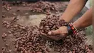¿Por qué se celebra el Día del Cacao y Chocolate el 1 de octubre en Perú?