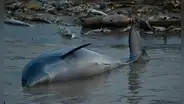 Hallan 110 delfines muertos en lago de la Amazonía brasileña: se elevó el riesgo de extinción